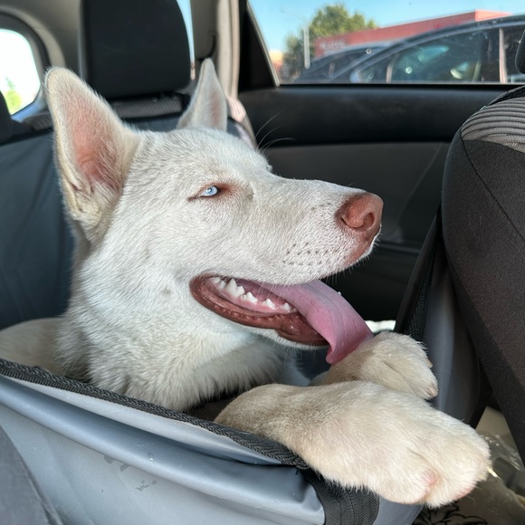 Meet your Posher, Julianna! - Picture 3 of 4